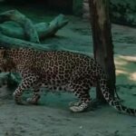 गुलदार के हमले में ग्रामीण की मौत,गांव में दहशत का माहौल।