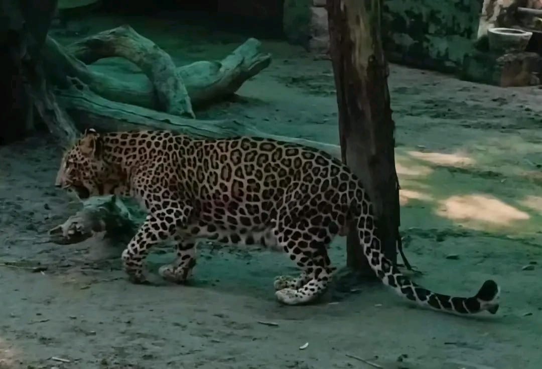 गुलदार के हमले में ग्रामीण की मौत,गांव में दहशत का माहौल।