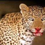 आतंक का पर्याय बने चुके गुलदार को शिकारी जॉय हुकिल ने किया ढेर।