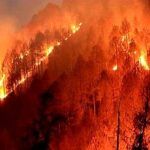 इंसान के कुकर्म : जलते जंगल, तड़पते जीव।